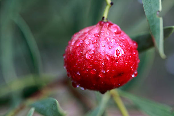 Certified Organic Quandong